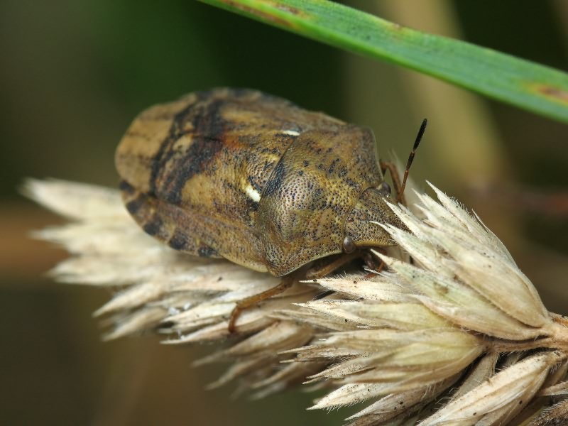 Eurygaster maura (Linnaeus, 1758)